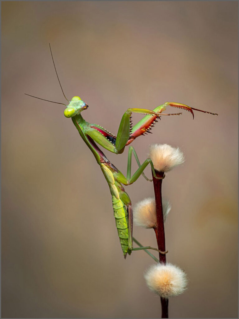 Robin Price - Rainforest Mantis